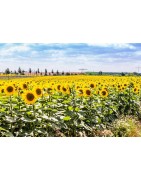 Poster A3 "Sonnenblume"